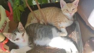 Die beiden kleinen Kater Karotti und Radieschen haben nach dem „Krone“-Bericht über ihr ...