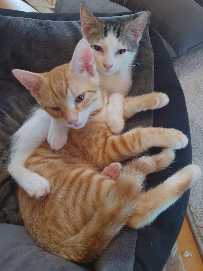 The two young cats will remain inseparable in their new home.