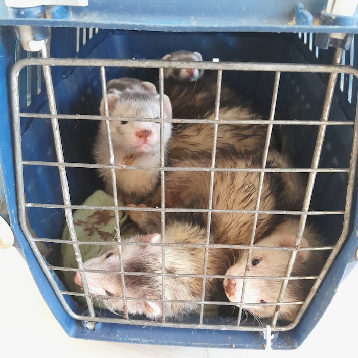 The ferrets were found crammed together in a stairwell in Brigittenau.