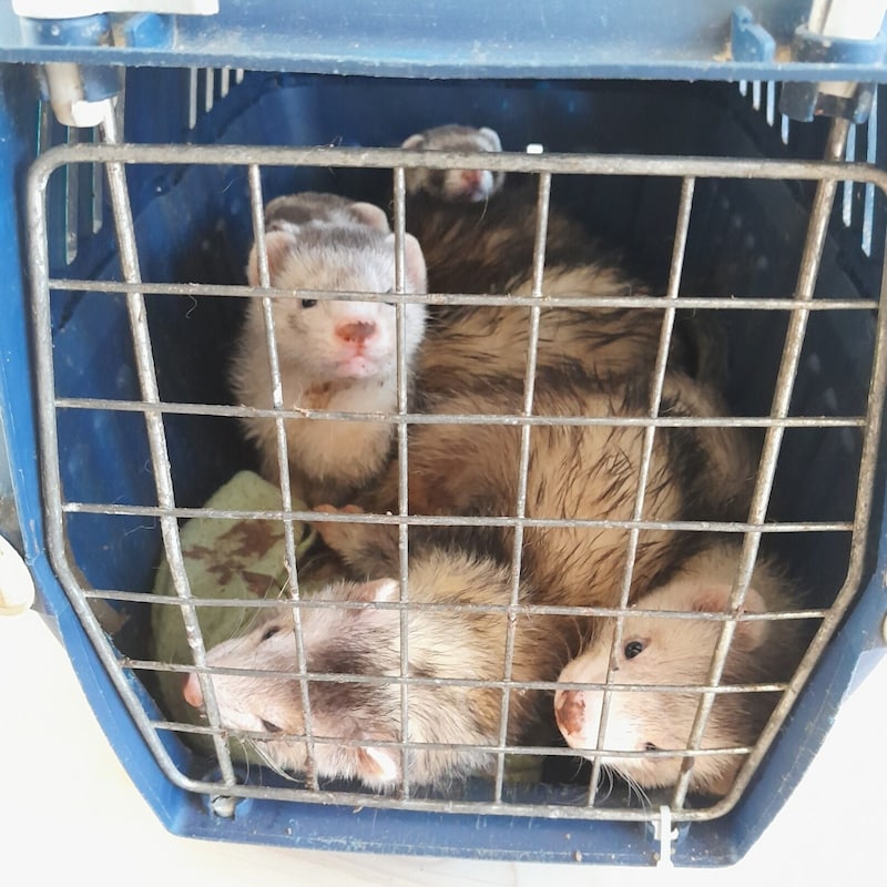 The ferrets were found crammed together in a stairwell in Brigittenau. (Bild: TierQuarTier Wien)