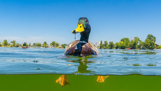 Nicht nur Enten schätzen sauberes und klares Wasser. (Bild: Thomas Haider)