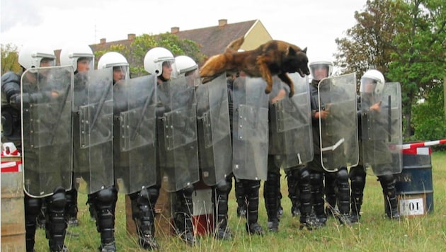 Die Hunde werden zum Schutz von Gebäuden und Anlagen verwendet. Darüber hinaus werden deutsche und belgische Schäfer zu Spürhunden für Drogen bzw. Sprengstoff ausgebildet. Auch eine Kooperation mit Ghana (Bild Mitte) besteht. (Bild: Milhuz Kaisersteinbruch/Bundesheer)