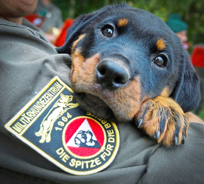 Schwarze Knopfaugen, herziger Blick: als Babys sind die Rottis süß. Die Ausbildung zum Diensthund beginnt ganz jung. 