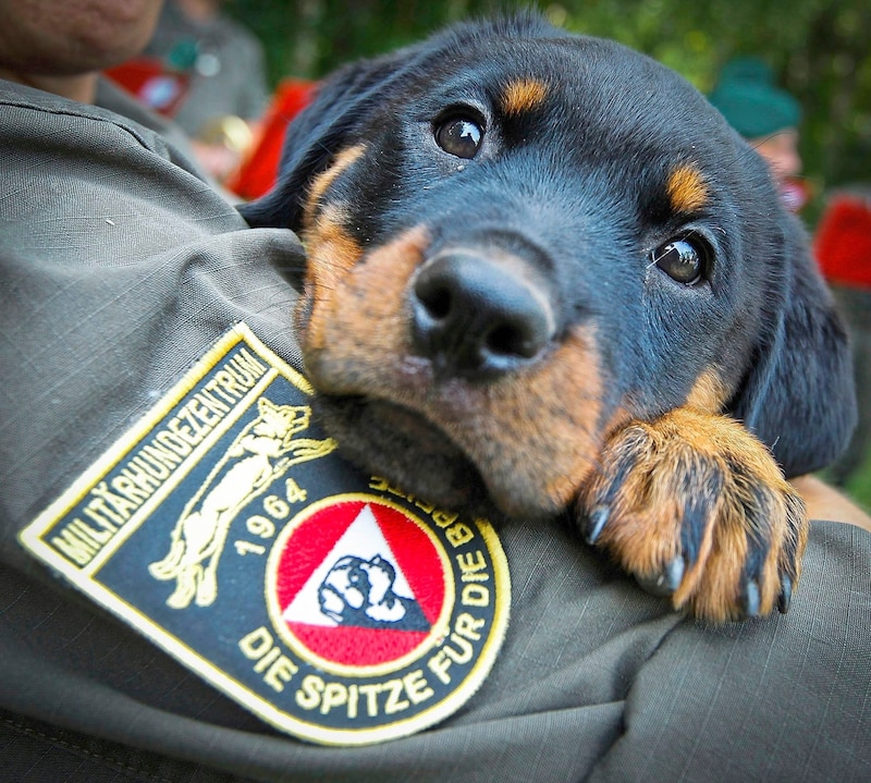 Schwarze Knopfaugen, herziger Blick: als Babys sind die Rottis süß. Die Ausbildung zum Diensthund beginnt ganz jung. (Bild: Wenzel Andy)