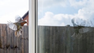 Fensterflächen dürften jährlich weltweit deutlich mehr Vögel zum Opfer fallen als bislang angenommen. (Bild: stock.adobe.com/Andrea Edwards)