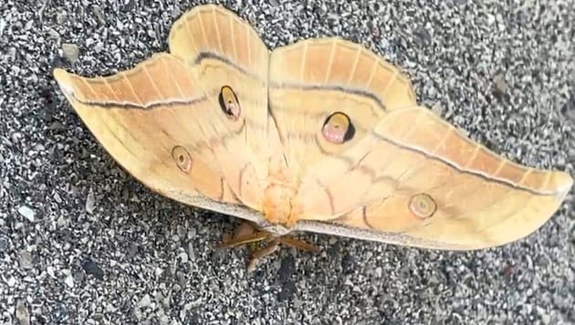 The Japanese silk moth has landed in a faraway land. (Bild: Leserreporter/Catharina Fischer)