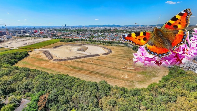 Drohnen-Foto: Aus der Vogelperspektive ist gut zu erkennen, wie groß der Park wird. (Bild: Krone KREATIV/Christian Fürthner, Georg Wastl)