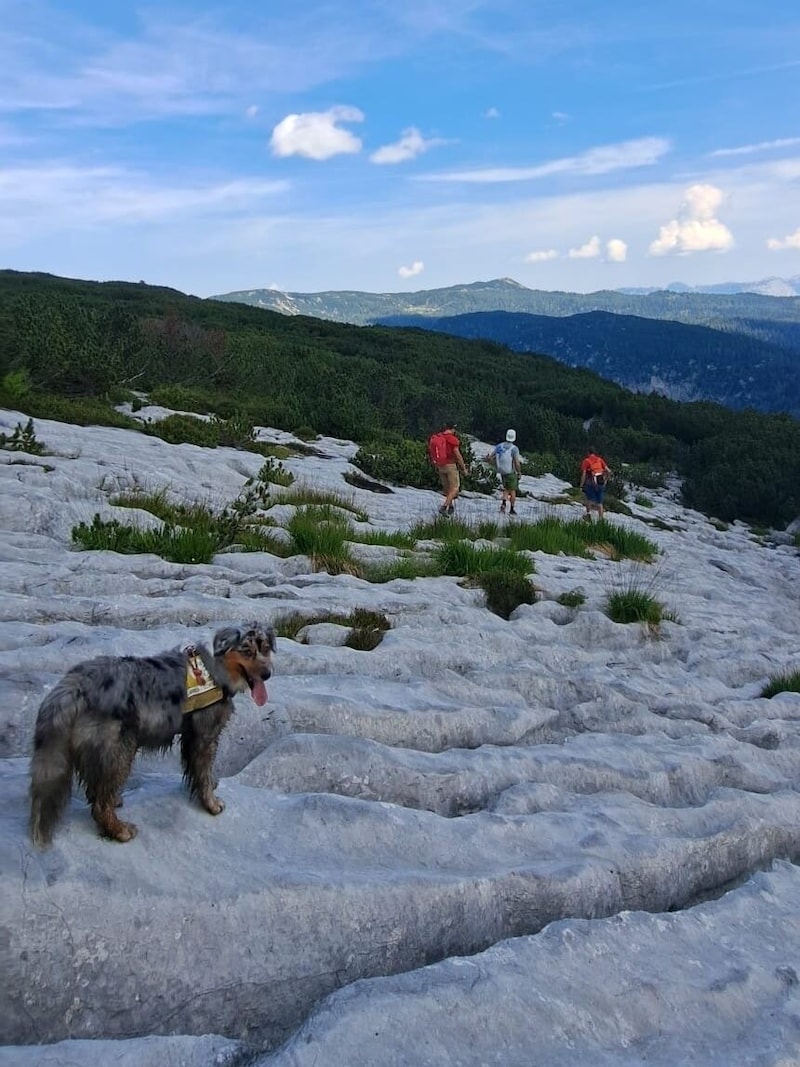 Ein Großaufgebot an Einsatzkräften suchte die vergangenen Tage nach Bodo Hell – darunter auch die Suchhundestaffel der Bergrettung. (Bild: Bergrettung Steiermark)