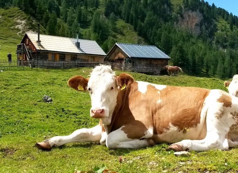 Bodo Hell looks after 80 to 90 cattle in the summer. (Bild: Feichtlhof)