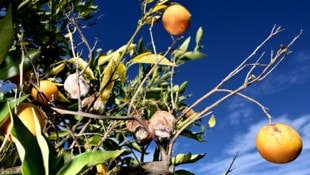 Ein Bild zeigt kleine Orangen und trockene Früchte in einem in Sizilien. Die Früchte an den Bäumen sind aufgrund der Trockenheit viel kleiner als sonst. (Bild: AFP)