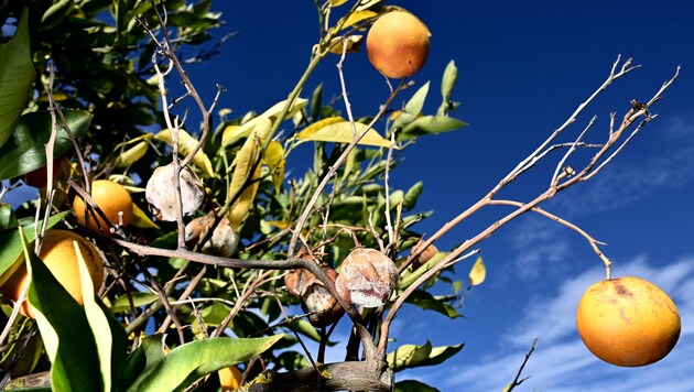 A picture shows small oranges and dry fruit in one in Sicily. The fruit on the trees is much smaller than usual due to the drought. (Bild: AFP)