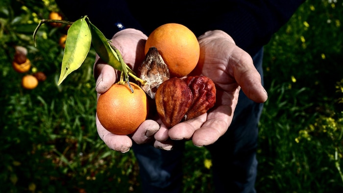 An Italian farmer shows small oranges and dried fruit in Sicily. Due to the drought, the fruit ...