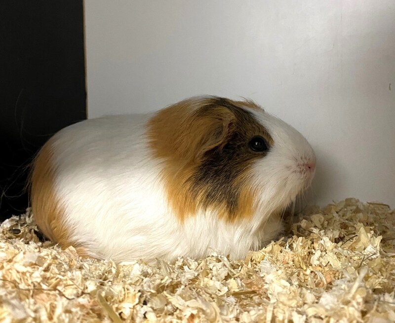 Guinea pig Karamell (Bild: Tierschutzheim Vorarlberg)