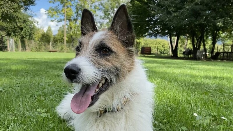 Terrier Kalle (Bild: Tierschutzheim Vorarlberg)