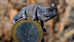 Das Wüstenchamäleon gilt aufgrund seiner extremen Lebensweise in den heißen und trockenen Regionen des südlichen Afrikas als besonders anspruchsvoll in Haltung und Zucht. (Bild: HAUS DES MEERES/DOMINIK MOSER)