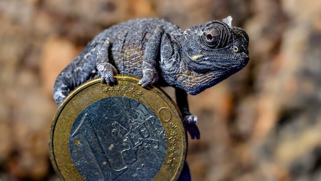 Due to its extreme lifestyle in the hot and dry regions of southern Africa, the desert chameleon is considered to be particularly demanding to keep and breed. (Bild: HAUS DES MEERES/DOMINIK MOSER)