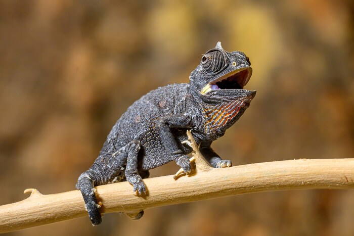 The successful reproduction shows that even challenging species can thrive in human care if ...