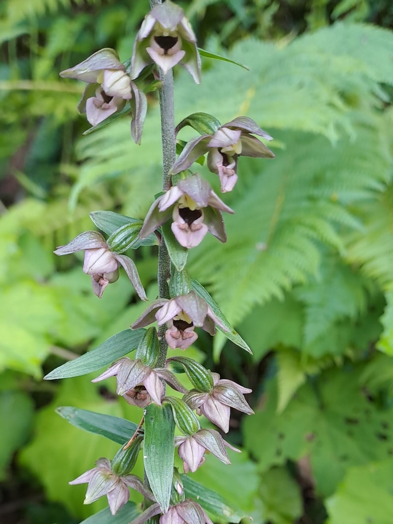 The broad-leaved helleborine can still be seen along the paths until the end of August. (Bild: Bergauer Rubina)