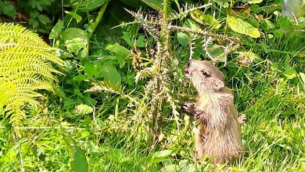 A young marmot foraging for roots, leaves, herbs and grasses. (Bild: Bergauer Rubina/Rubina Bergauer)