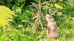 Ein junges Murmeltier auf der Suche nach Wurzeln, Blättern, Kräutern und Gräsern. (Bild: Bergauer Rubina/Rubina Bergauer)