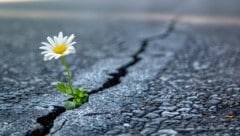 Blumen statt Asphalt – das würden die WWF-Naturschützer lieber sehen als Straßen und Parkplätze. (Bild: stock.adobe.com)