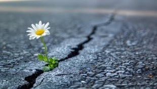 Blumen statt Asphalt – das würden die WWF-Naturschützer lieber sehen als Straßen und Parkplätze. (Bild: stock.adobe.com)