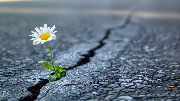 Flowers instead of asphalt - the WWF conservationists would rather see that than roads and parking lots. (Bild: stock.adobe.com)