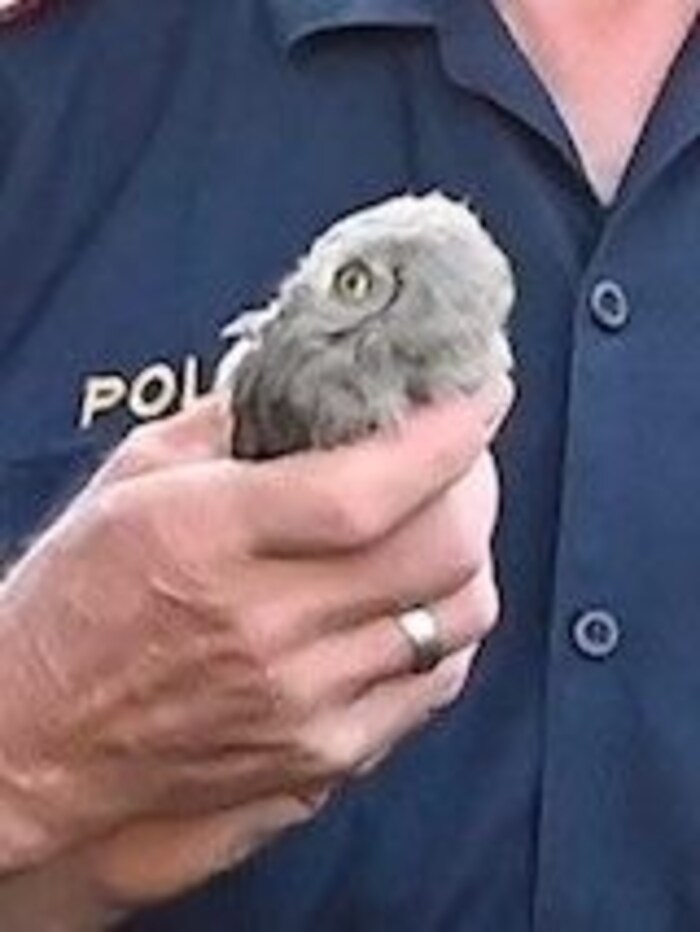 After his recovery, the young bird was put back into the nest.