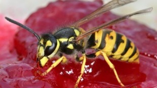 Der milde Frühling machte es möglich: Heuer gibt es so viele Wespen in Salzburg wie seit etlichen Jahren nicht mehr. (Bild: Z6302 Andreas Lander)