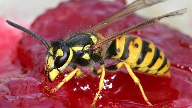 The mild spring made it possible: this year there are more wasps in Salzburg than there have been for several years. (Bild: Z6302 Andreas Lander)