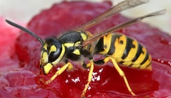 Der milde Frühling machte es möglich: Heuer gibt es so viele Wespen in Salzburg wie seit etlichen Jahren nicht mehr. (Bild: Z6302 Andreas Lander)