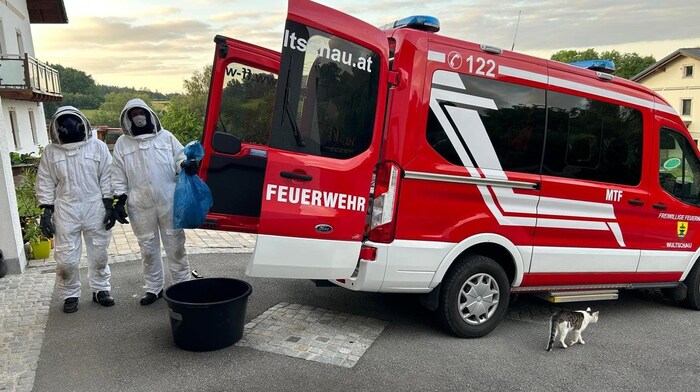 Die Feuerwehren rückten täglich zu Wespeneinsätzen aus.