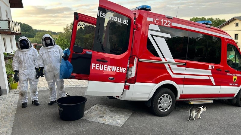 Die Feuerwehren rückten täglich zu Wespeneinsätzen aus. (Bild: FF Wultschau)