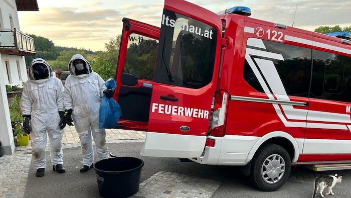 Die Feuerwehren rückten täglich zu Wespeneinsätzen aus.