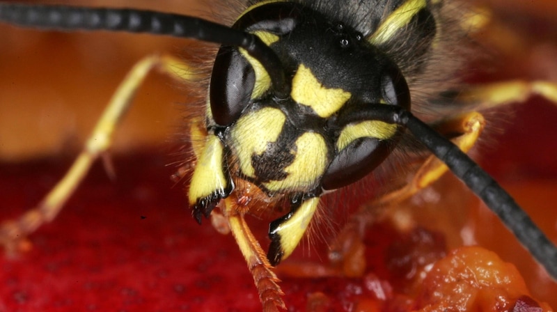 Despite their bad reputation, wasps are useful animals. (Bild: JOERG SARBACH)