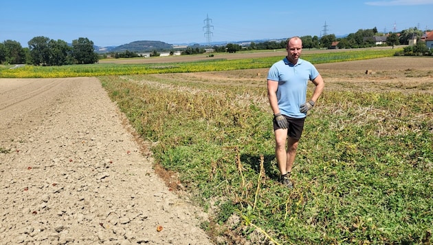 Landwirt Jandl baut mit seiner Frau auf sechs Hektar 14 Sorten Kartoffeln an. Er ärgert sich über nächtliche Diebe.  (Bild: zVg)