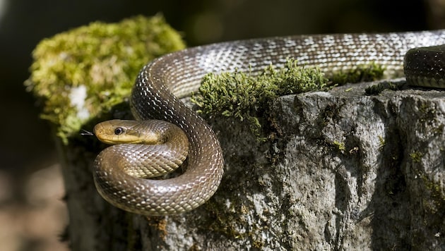 An ARBÖ employee discovered a snake in the engine compartment of a car. (Bild: unknown)