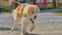 Rescue Dog „Makani“ ist der tierische Held des Tages, fand in Weyer einen Vermissten (Bild: Rescue Dogs Austria)