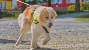 Rescue Dog „Makani“ ist der tierische Held des Tages, fand in Weyer einen Vermissten