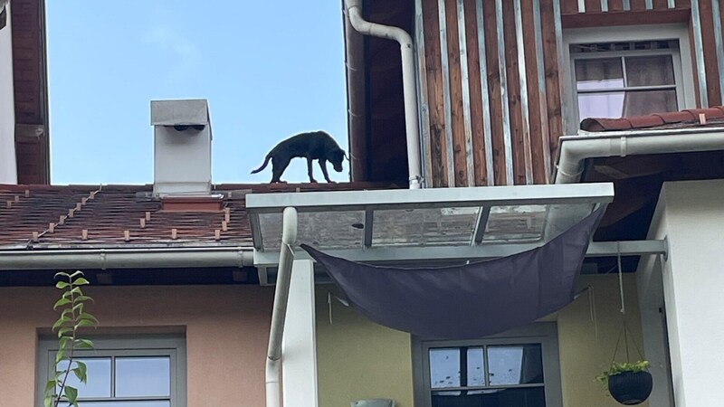 Zuerst konnte sich der Hund nicht helfen ... (Bild: FF Straßburg)