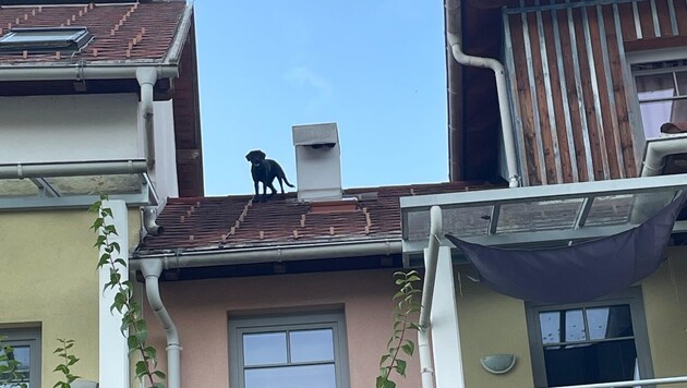 Der Vierbeiner verirrte sich auf das Hausdach. (Bild: FF Straßburg)