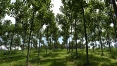 Paulownia-Bäume können durch ihr schnelles Wachstum viel mehr CO2 binden. (Bild: naturevest)