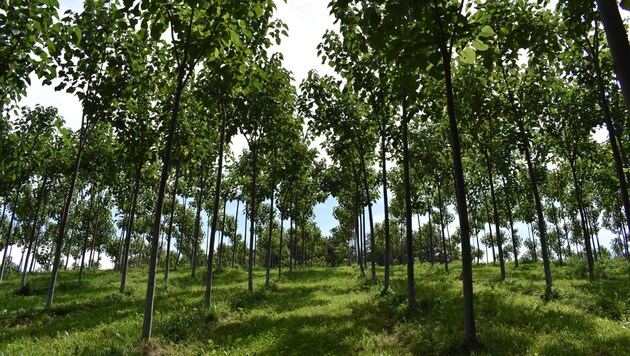 Paulownia trees can bind much more CO2 due to their rapid growth. (Bild: naturevest)