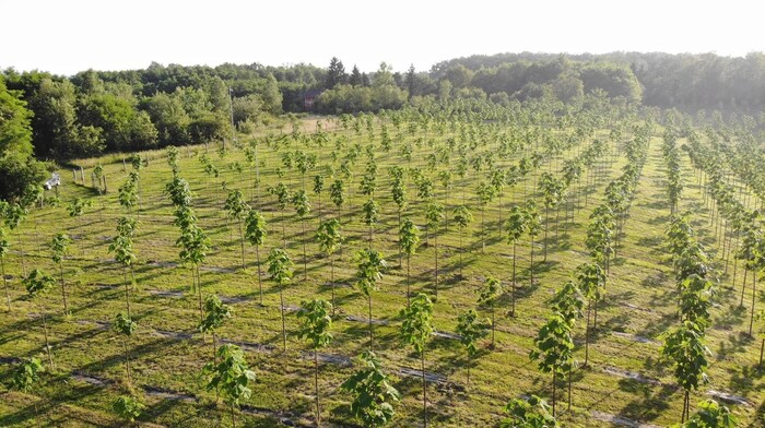 130.000 Bäume betreut Sandler mit Naturevest aktuell in Kroatien. Weitere 25.000 sollen heuer ...