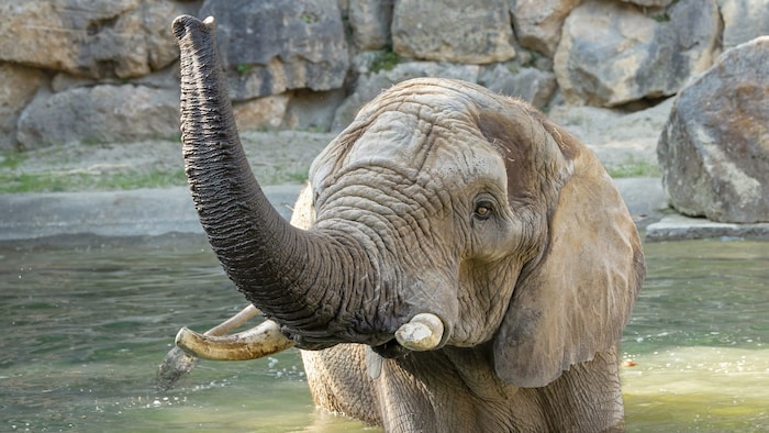 Der Elefantenbulle „Abu“