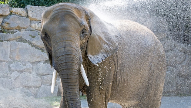 The pregnant elephant cow "Numbi" (Bild: Daniel Zupanc)