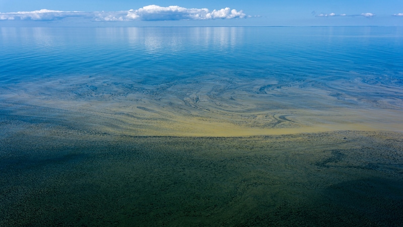 Algenschleim ist ein Zeichen von „Tropikalisierung“. (Bild: Nigel - stock.adobe.com)