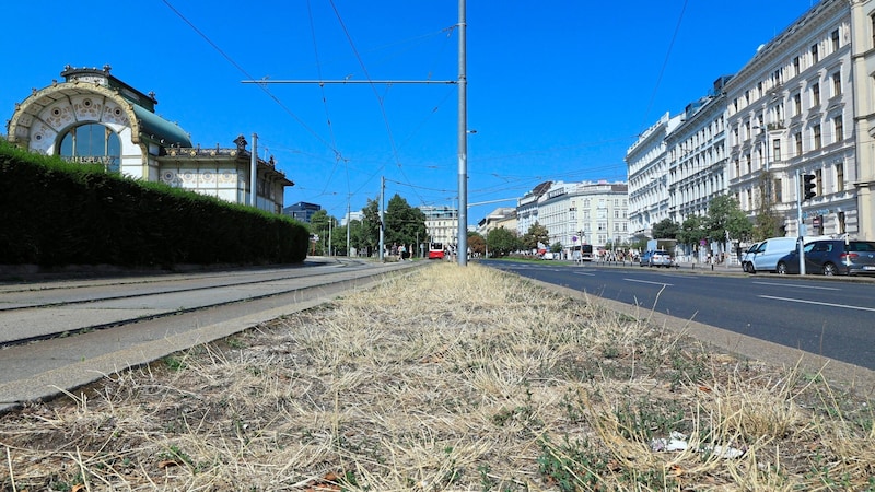 Ocker und verdorrt statt grün: So wie diese Wiese beim Karlsplatz sehen jetzt viele Grünflächen in der Stadt aus. (Bild: Holl Reinhard)