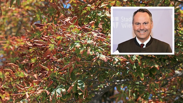 Brown leaves: trees in Donaustadt. Small picture: Head of the Vienna Forestry Office Andreas Januskovecz (Bild: Krone KREATIV/Gerhard Bartel, C.Jobst/PID)