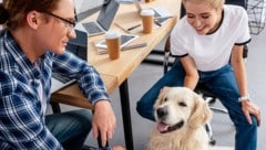 Tiere im Büro verbessern laut Studien das Betriebsklima. (Bild: stock.adobe.com)